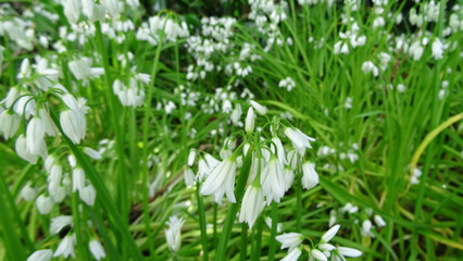 Nature of the Azores. Lake Furnas