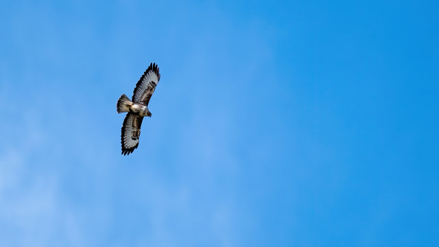 Common buzzard (buteo buteo) soaring in a clear blue sky with his wings outstretched showing his feathers and plumage