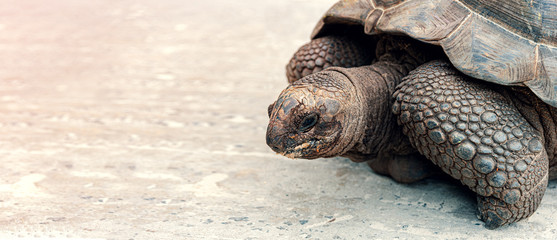 Aldabra Giant Tortoise close up view, exotic turtle at Seychelles isnlands, La Digue.