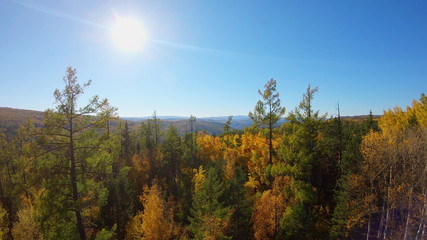 Fototapeta premium Beautful aerial view of the trees in the autumn forest in sunny day. Aerial view