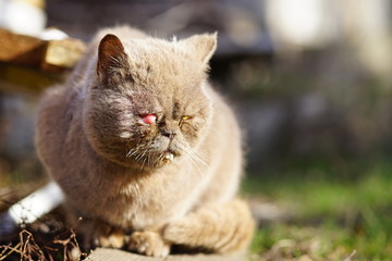 Homeless sick british cat is sitting in the park. Prolapse of the third century, prolapse of the...