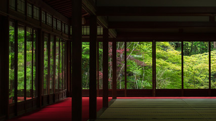 京都府 天授庵 新緑