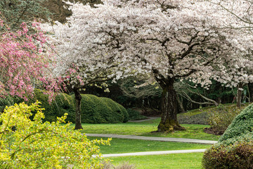 a beautiful cherry tree blooming in the park on the side of the walkway