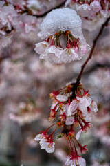 さくら　桜　雪　桜と雪　降る　春　花 HDR