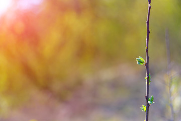 natural spring close up background with selective focus