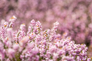Obraz premium dense pink flowers blooming on top of the bushes in the park with blurry pink background