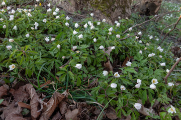 First beautiful snowdrops in spring. First spring flowers, snowdrops in garden, sunlight. Common snowdrop blooming. Galanthus nivalis flowers.