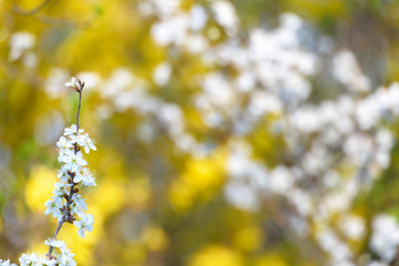 Spring blossoming white pink cherry tree background