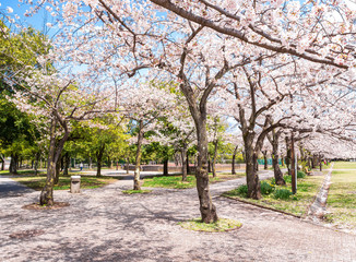 桜が咲く住宅地の公園