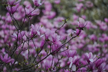 Purple Magnolia flowers on beautiful spring background, selective focus