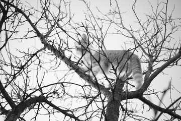 Cat on a tree. Beautiful fluffy kitten walks on dry bare branches.