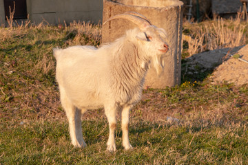Big white goat with long horns, curly bangs and a beard grazing on a green meadow. White Steep goat, head of a goat.