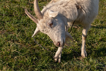 Obraz premium Big white goat with long horns, curly bangs and a beard grazing on a green meadow. White Steep goat, head of a goat.