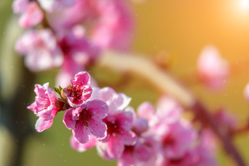 Spring blossoming violet pink peach tree background