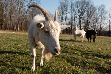 Big white goat with long horns, curly bangs and a beard grazing on a green meadow. White Steep goat, head of a goat.