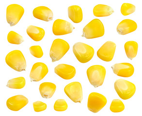 Corn seeds isolated on white.
