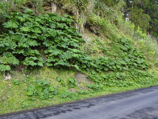 Nature of the Azores. Lake Furnas