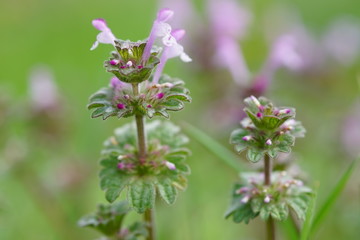 Cute wild pink flowers grow in summer green field, macro photo.