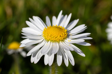 Closeup of Daisy Flower in the Garden