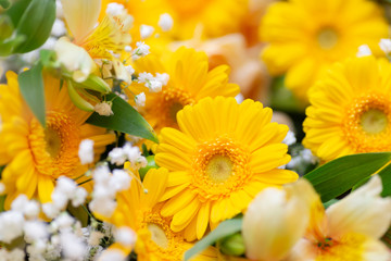 yellow flowers in the garden