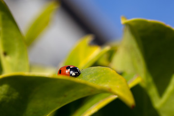 Orange Ladybird on a green leaf in the spring sunshine