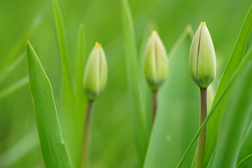 Three green young tulips grow in the green garden, side view.