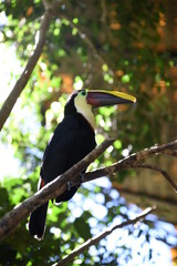 toucan