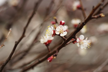 Beautiful fruit tree blooming, spring time apricot blossom.