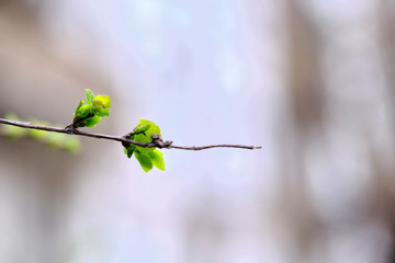 flowering buds on a tree branch