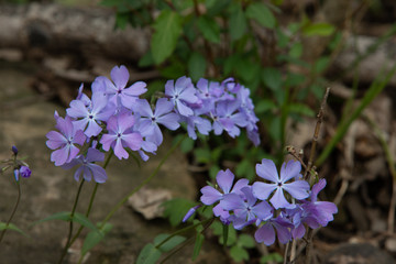 Blue Phlox