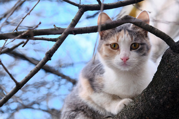 street cat sits on a branch of a tree large