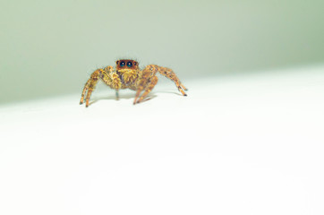Jumping spider Salticidae closeup on white background, macro photography, insect, bug