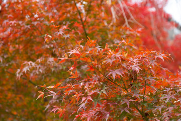 red autumn leaves