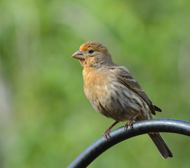 Side view of a yellow male House Finch, Haemorhous mexicanus, perched atop a suburban garden feeder pole.