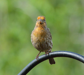 Front view of a yellow male House Finch, Haemorhous mexicanus, perched on a pole in a suburban garden.