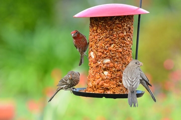 Naklejka premium A group of House Finches Male and Female on a feeder in a suburban garden.