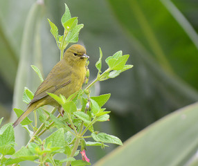 An Orange-crowned Warbler, Leiothlypis celata, in a Red Star Autumn Sage bush.