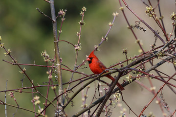 Male Northern Cardinal perched in a bush with newly emerging spring leaves. 