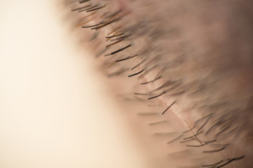 Mans hairs macro background fine art high quality prints products