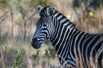 A zebra in Kruger National Park, South Africa