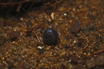 A close up of a tiny, heavily armored slater curled up into a ball. I love the detail of this and the textures of the shell