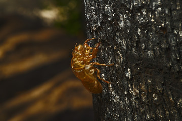 A close up shot of a cicadas old shell casing after it has metamorphosed. There were a number of these attached to burnt trees in an area where a bush fire had raged just months earlier