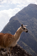 Las llamas de machu pcchu