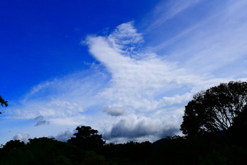 clouds and trees