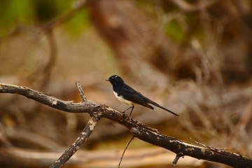 A willie wagtail