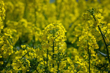 Rapeseed field with its colourful yellow flowers