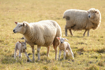 A family of sheep with two little lambs at sunrise on a green yellow field