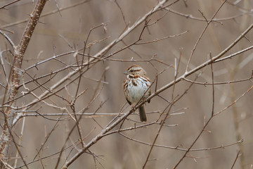 Song Sparrow perched in a dense thickert. 