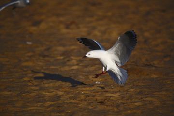 Captures the moment a seagull comes in to land. The dawn sun casts long shadows and I love the way it adds a golden glow.