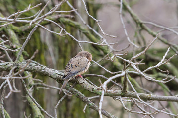 Mourning Dove preening in a tree with a mossy green background. 